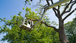 Tree Trimming Services in Corpus Christi, Texas - 361-693-5575