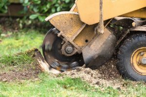 Stump Grinding and Stump Removal in Corpus Christi - Corpus Christi Stump Grinding